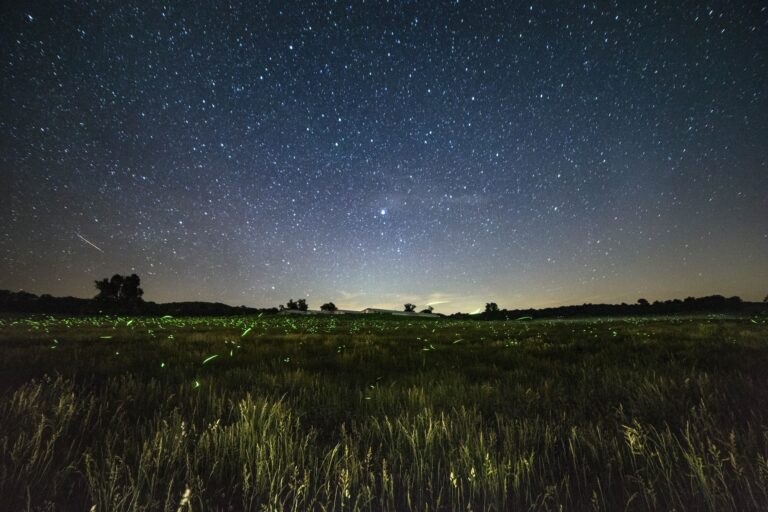 The First Fireflies of Summer