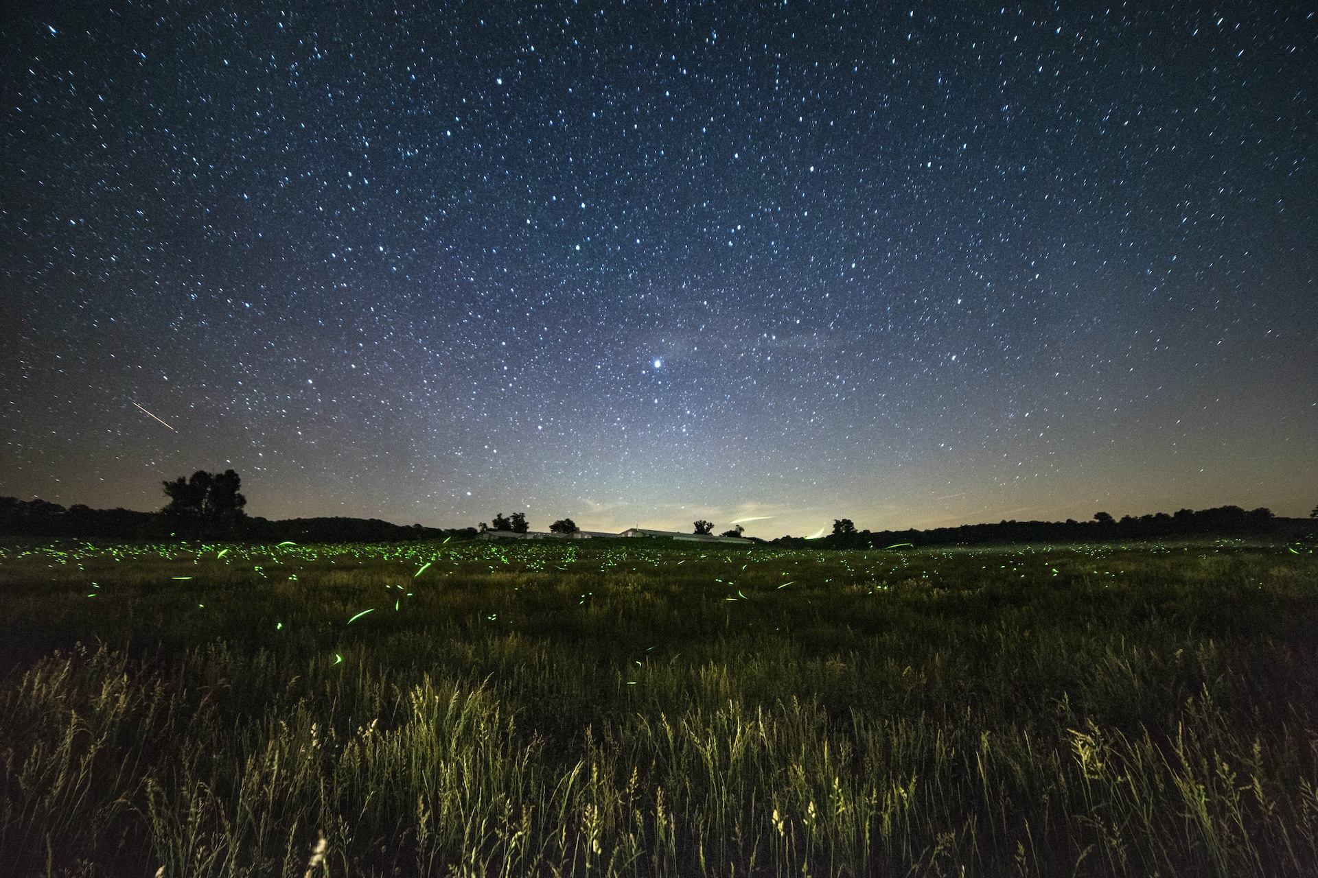 The First Fireflies of Summer