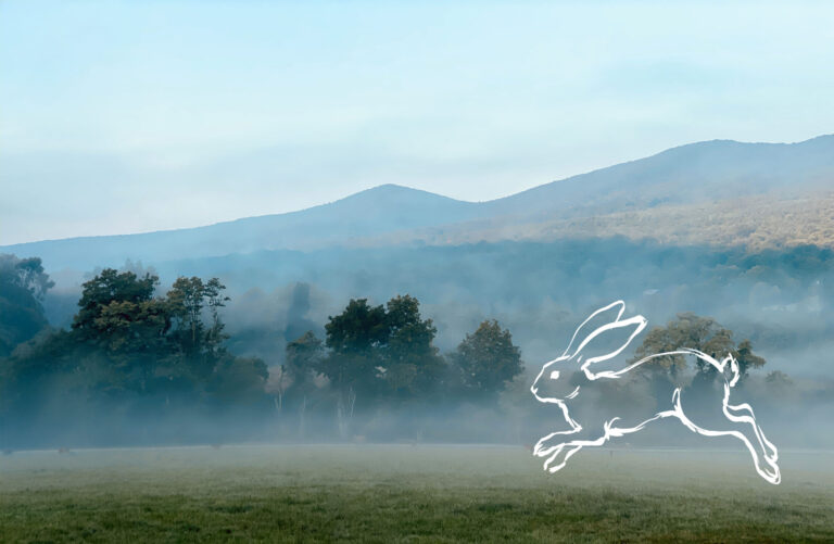 Trust the Bunny
